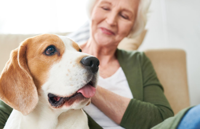 Ученые обнаружили, что владельцы собак могут иметь определенные преимущества для физического и психического здоровья
