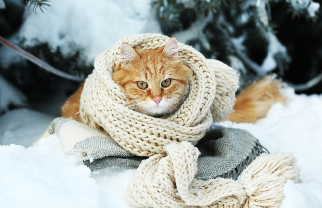 Мокрый снег и заморозки – украинцев предупредили о похолодании уже на следующей неделе