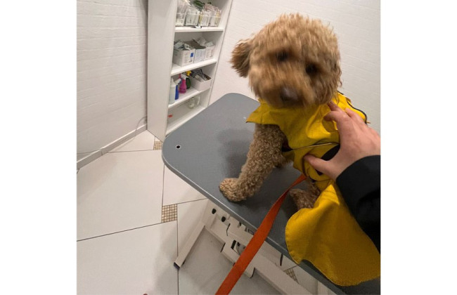 Киевская прокуратура сообщила о подозрении мужчине, который ударил пуделя в Печерском районе