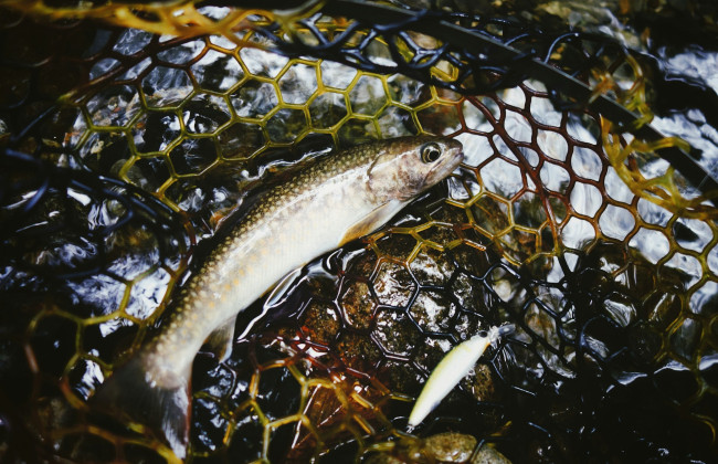 В водоемах карпатского региона с 10 октября запрещается ловить форель