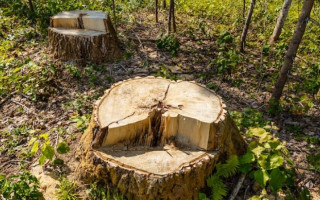 В Черкасской области чиновнику, допустившему рубку 346 деревьев в парке, могут на 5 лет отправить за решетку