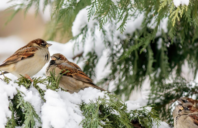 Какой будет зима в этом году – прогноз Укргидрометцентра