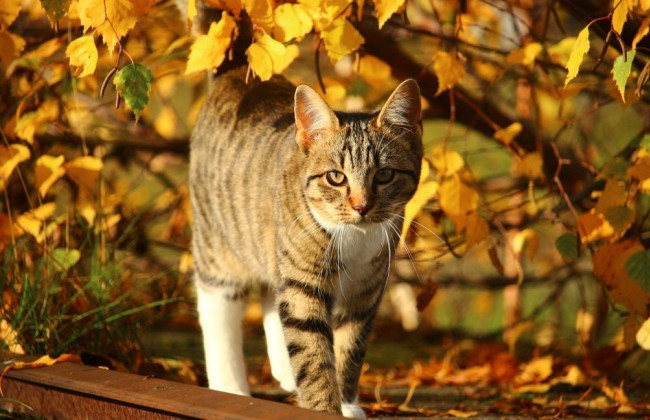 Осадки не ожидаются, а днем ​​прогреется до 23 градусов – погода на 10 октября