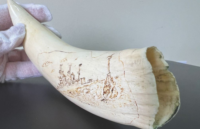 Митники Києва перехопили зуб кашалота, який планували нелегально відправити до США