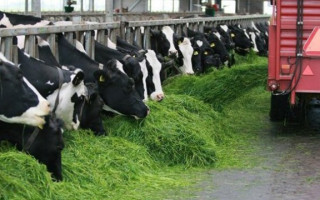 В Украине заработал новый сервис «єТваринництво» — что это значит для фермеров