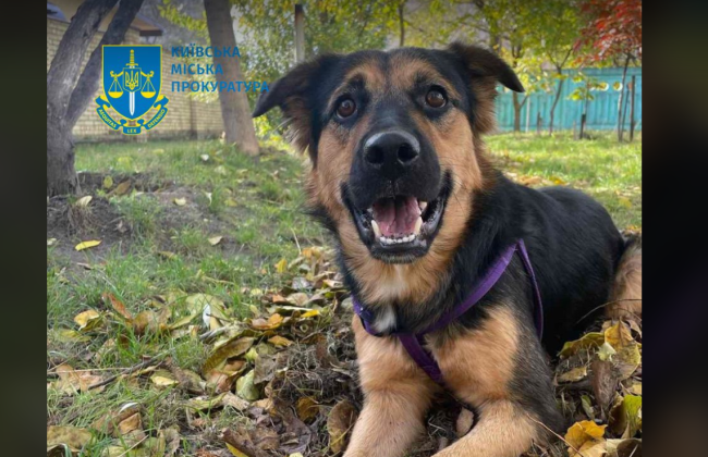 У Києві чоловік кинув з висоти на асфальт собаку сусідки — суд оголосив вирок