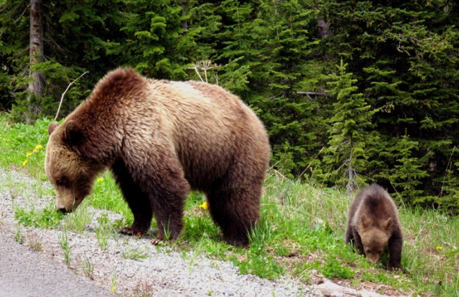 На Ивано-Франковщине медведица напала на грибника, который чудом спасся
