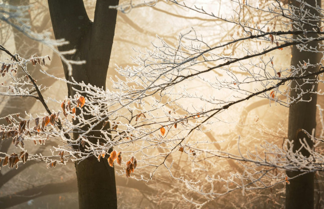 Синоптики прогнозируют сильные заморозки во Львове и области