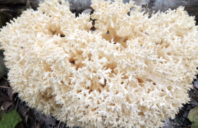 Японские ученые обнаружили, что грибы способны мыслить и принимать решения