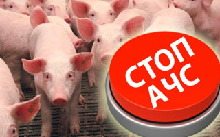 У частині Полтавської області ввели карантин через спалах африканської чуми свиней