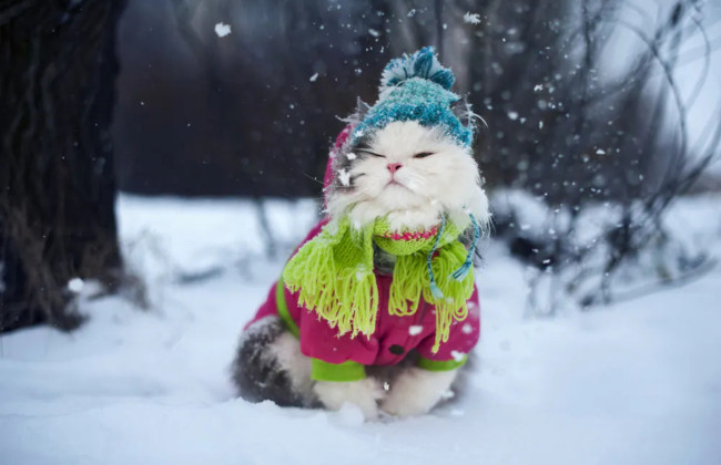 В ближайшие дни почти по всей Украине ожидаются сильные заморозки