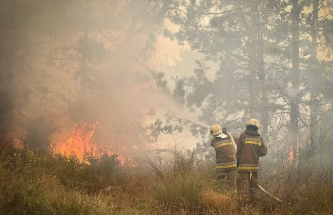 Випадково спалив понад 1000 дерев, — на Полтавщині пенсіонера оштрафували на 4,8 млн грн
