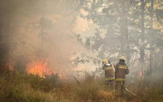 Випадково спалив понад 1000 дерев, — на Полтавщині пенсіонера оштрафували на 4,8 млн грн
