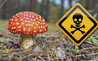 В Одеській області зросла кількість отруєння грибами