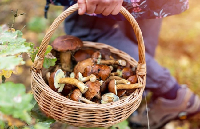 В Украине повысили штрафы за незаконный сбор грибов, орехов и ягод