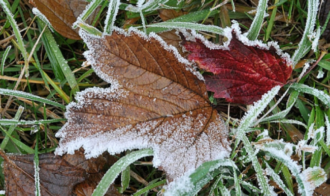 В Украине ожидаются ночные заморозки и возможны дожди