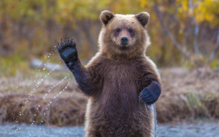 Ведмеді на кордоні залишили свої «автографи» прямо під ноги ДПСУ, фото
