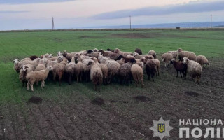 Дерзкое ограбление — в Одесской области двое мужчин за день похитили более сотни овец