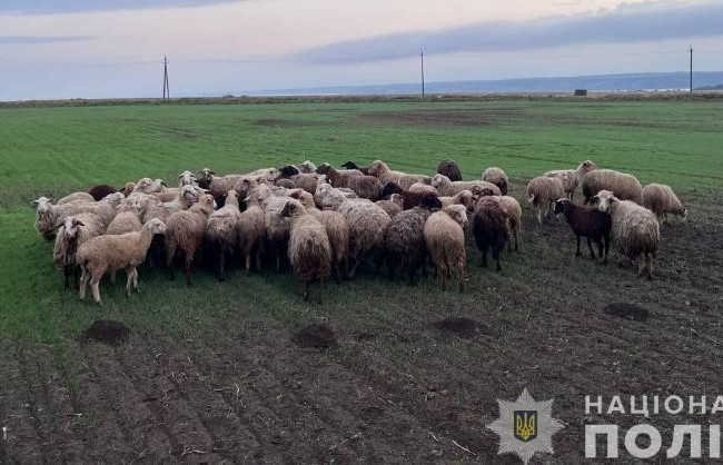 Дерзкое ограбление — в Одесской области двое мужчин за день похитили более сотни овец
