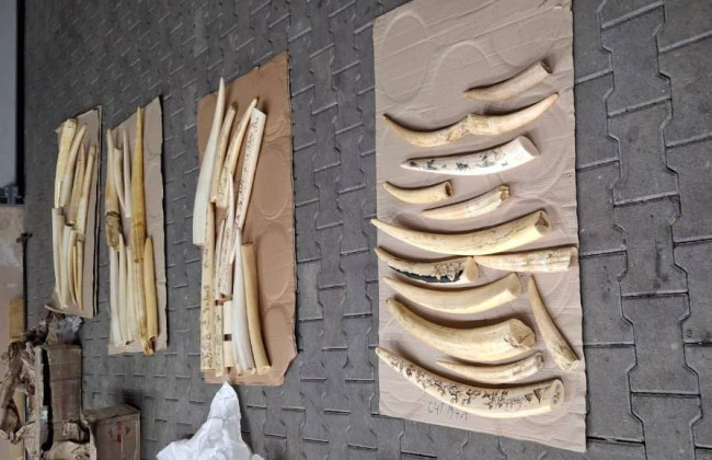 На Буковине таможенники обнаружили контрабанду с 47 бивнями моржей в грузовике с бобами