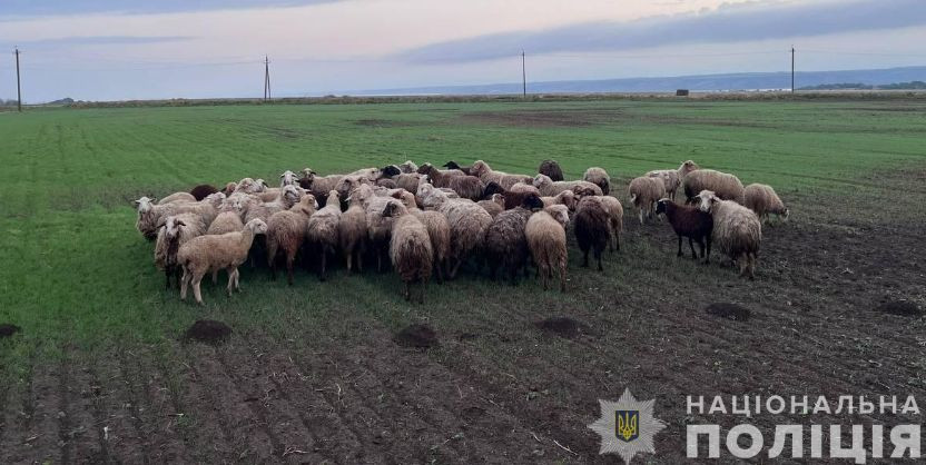 Зухвале пограбування — на Одещині двоє чоловіків за день викрали більше сотні овець