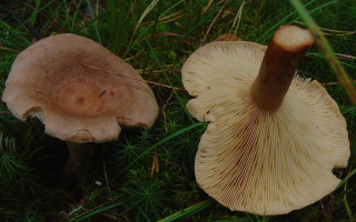 На Миколаївщині родина отруїлася зібраними грибами