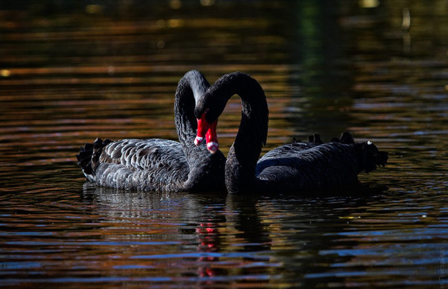 В Ивано-Франковском парке хаски загрыз лебедя - владельцу грозит штраф и конфискация собаки