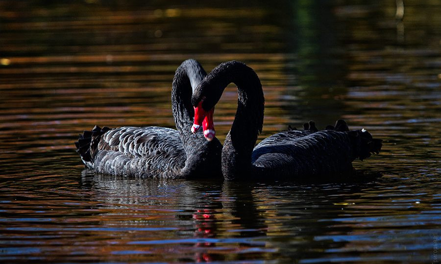 A husky killed a swan in Ivano-Frankivsk park