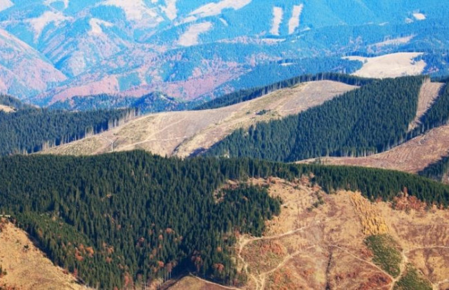 $200 000 за выделение лесного участка — на взятке погорел заместитель председателя ОГА