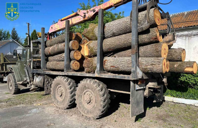 В Хмельницкой области «черные лесорубы» под прикрытием правоохранителя незаконно рубили дубы на миллионы гривен