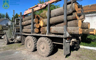 На Хмельниччині «чорні лісоруби» під прикриттям правоохоронця незаконно рубали дуби на мільйони гривень
