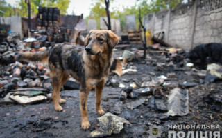 В Запорожской области произошел пожар в приюте для собак, часть животных сгорела заживо