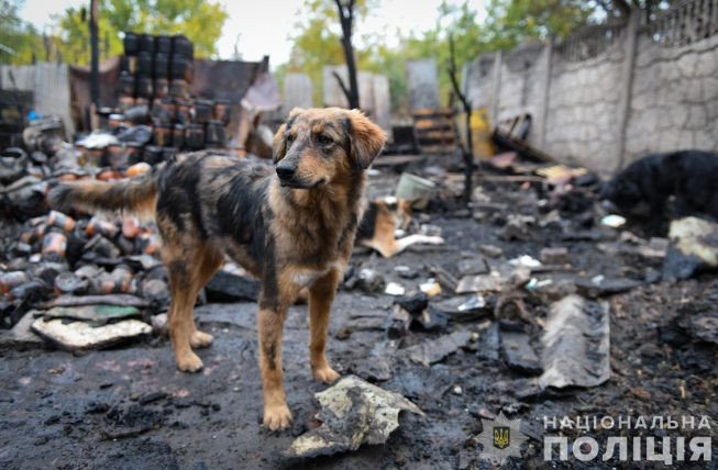 У Запорізькій області сталася пожежа у притулку для собак, частина тварин згоріла заживо