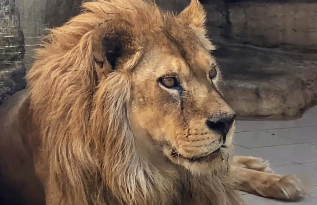 На Рівненщині на заводі з утилізації знайшли тіло левиці – у зоопарку заявили, що причина смерті – старість