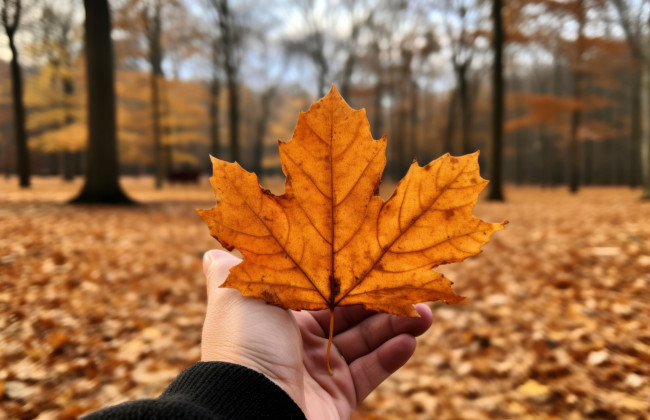 Метеорологи проанализировали погоду ноября и спрогнозировали на какую температуру ожидать