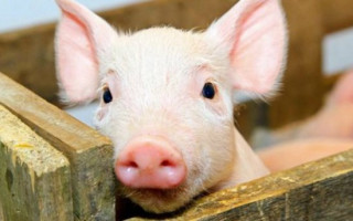 Під Одесою зафіксовано новий спалах африканської чуми