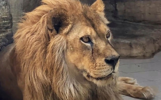 На Рівненщині на заводі з утилізації знайшли тіло левиці – у зоопарку заявили, що причина смерті – старість