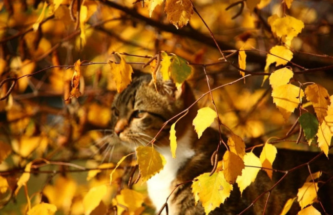 В Укргидрометцентре рассказали, что подготовила погода в последние дни октября