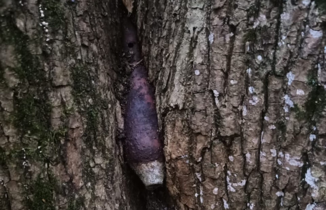 В Киеве обнаружили предмет, похожий на мину, который был зажат между двумя деревьями