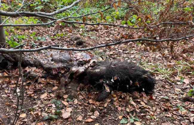 На Львовщине браконьеры убили редких зубров и пытались скрыть преступление, сжегши останки