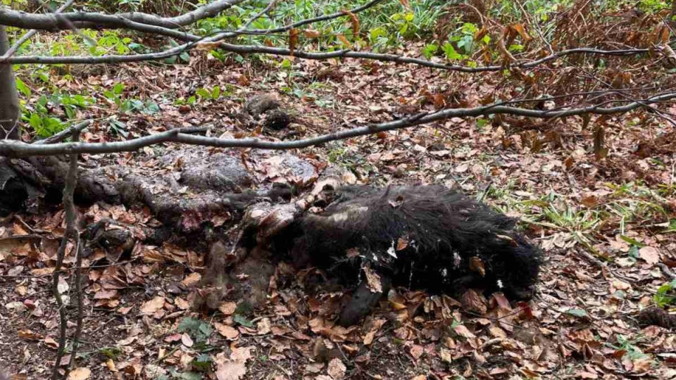 На Львовщине браконьеры убили редких зубров и пытались скрыть преступление, сжегши останки