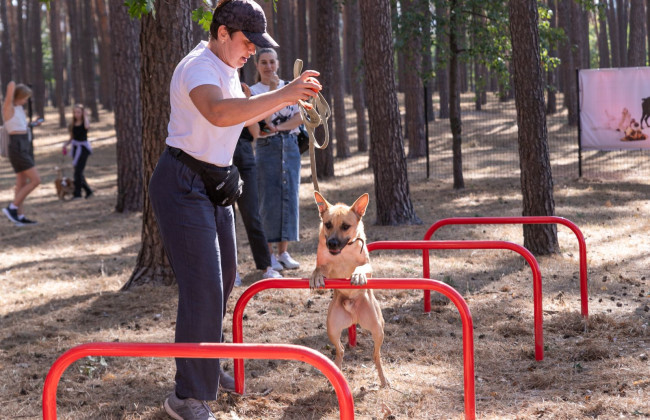 У Києві власникам собак «потенційно небезпечних» порід нагадали про обов’язкове тестування