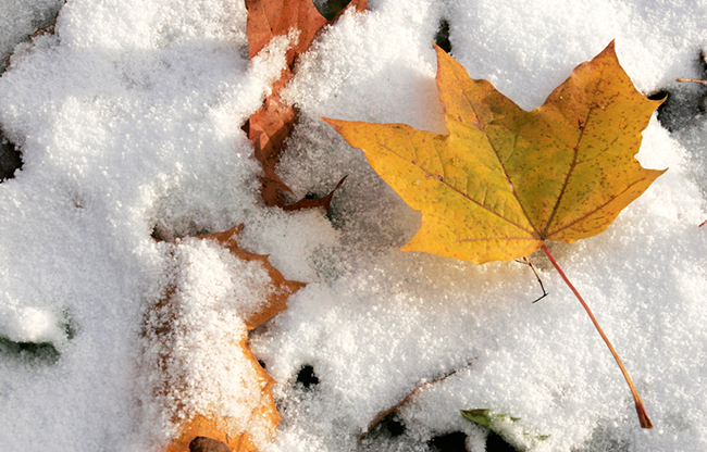 В Харькове объявлен желтый уровень опасности – ожидается штормовой ветер и первый снег