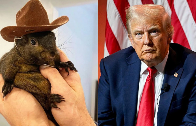 У США приспали популярну білку Арахіса, яка стала символом кампанії Трампа, — перед виборами вибухнув скандал
