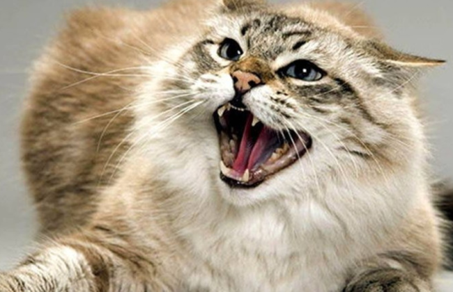 На Полтавщине кот укусил мужчину – из-за бешенства введен карантин