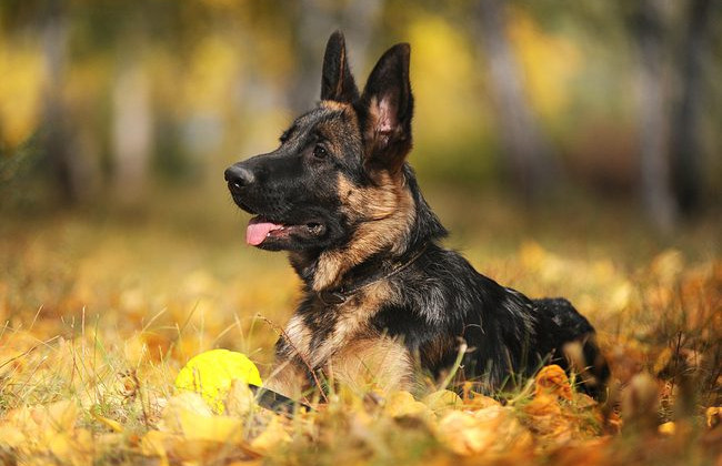 У Львові німецька вівчарка напала на жінку в під’їзді — суд призначив власнику штраф із конфіскацією собаки