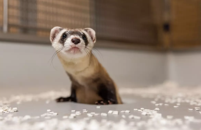 В США клонированная самка хорька впервые родила детенышей