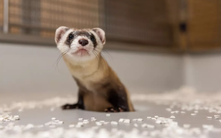 У США клонована тхориця вперше народила дитинчат