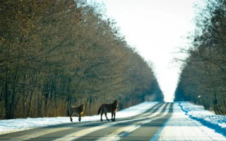 Як живуть дикі тварини у Чорнобильській зоні – фото