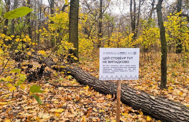 На определенных локациях в Киеве будут оставлять срезанные стволы деревьев и сухостой – для чего